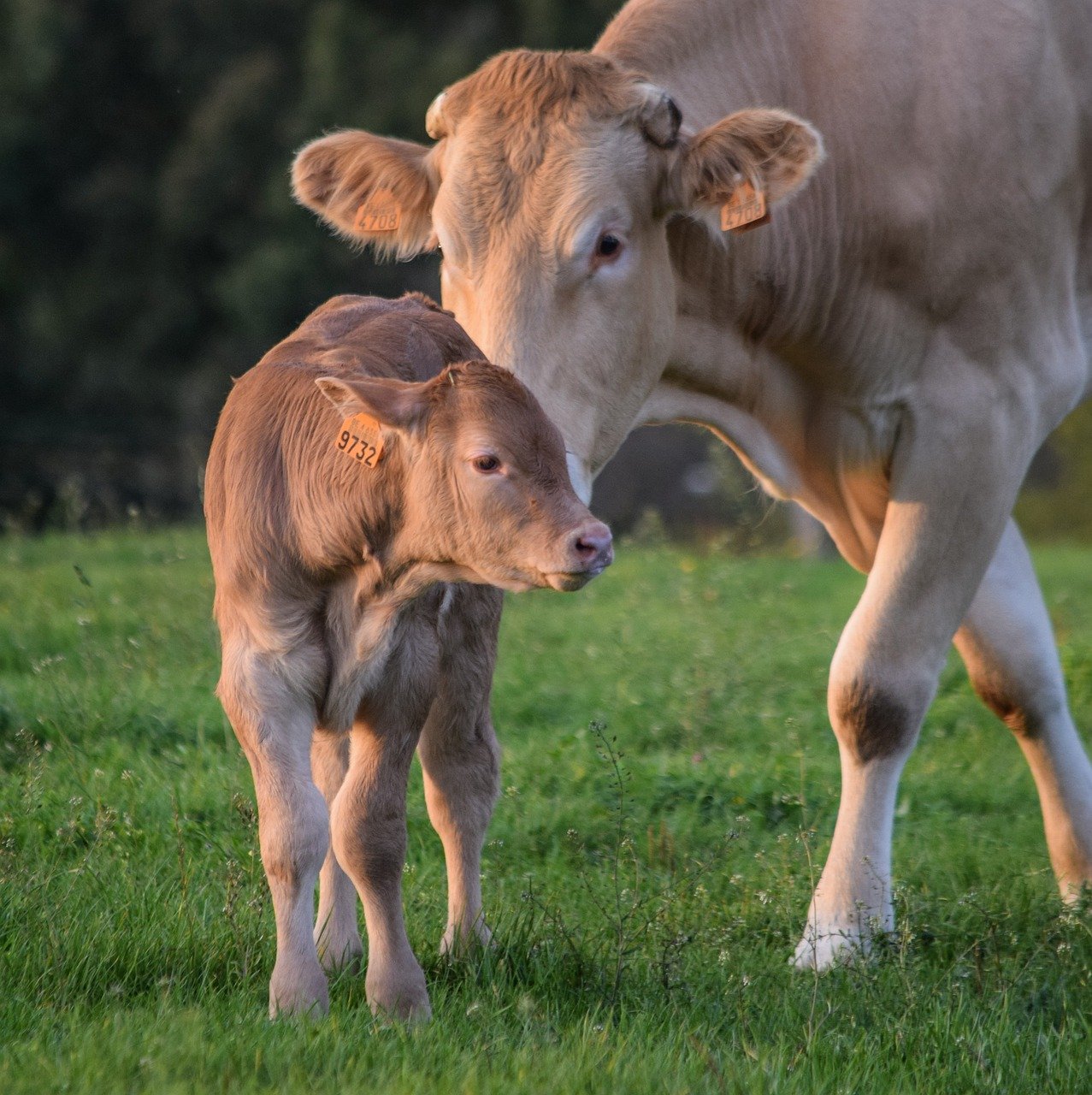 Suszony wywar gorzelniczy – poznaj zalety DDGS w żywieniu krów mlecznych!
